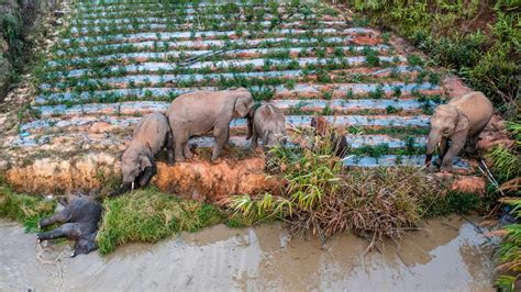 where are the china elephants now